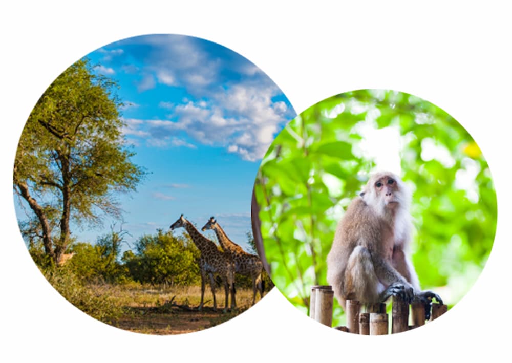 torii-gates-and-animals